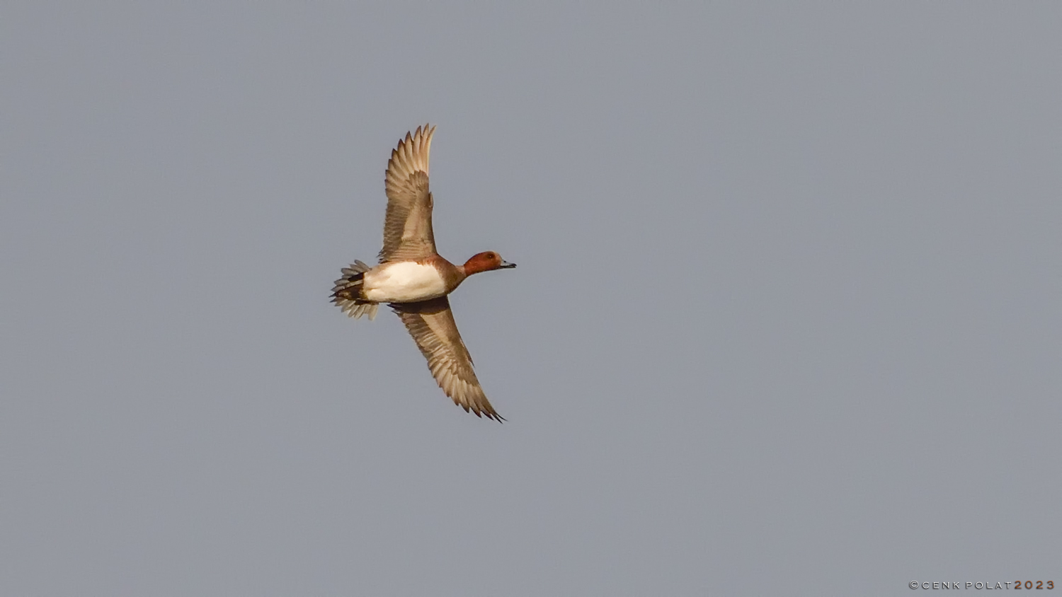 Eurasian Wigeon — Ana fotoğraf